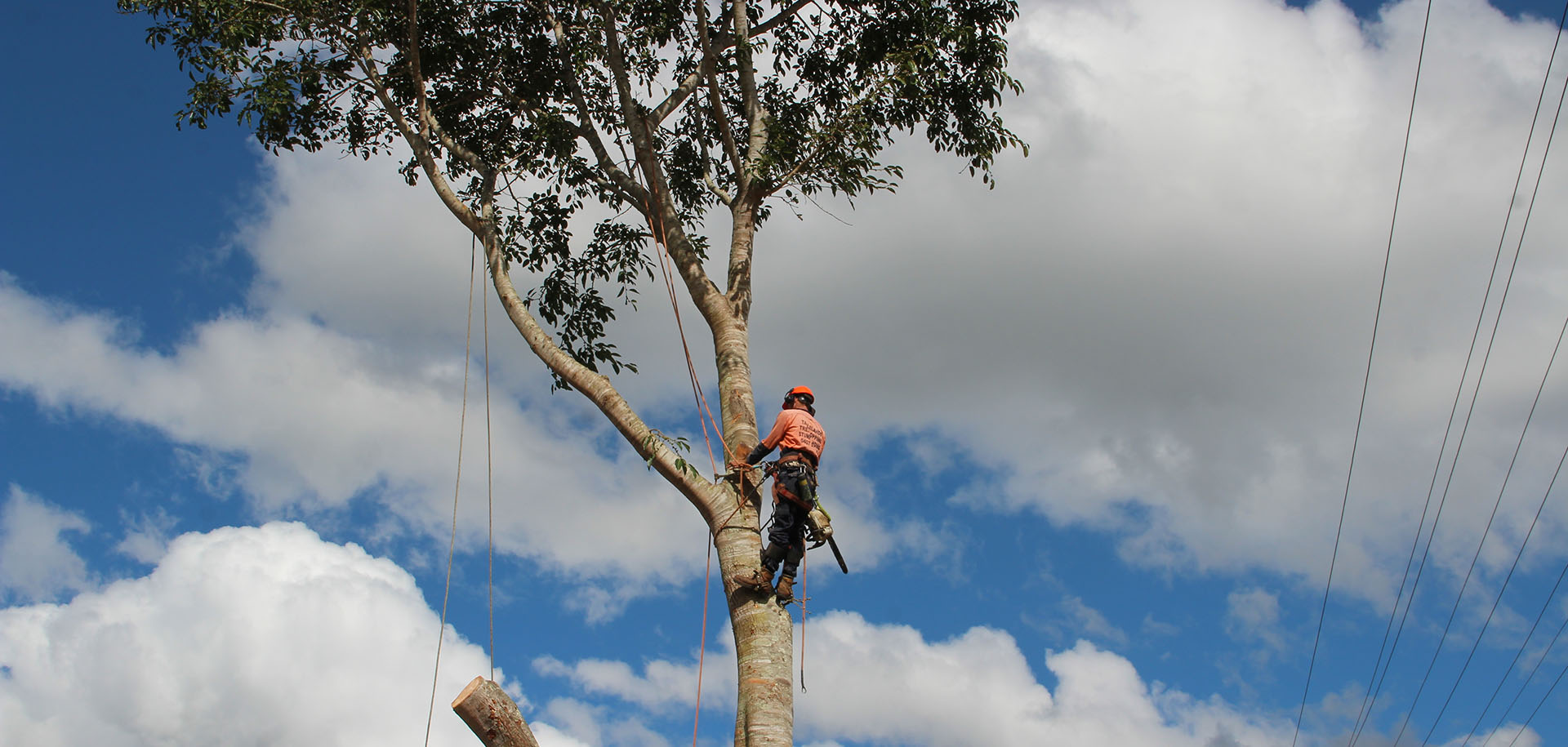 tree lopping services